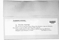 Puccinia asparagi image